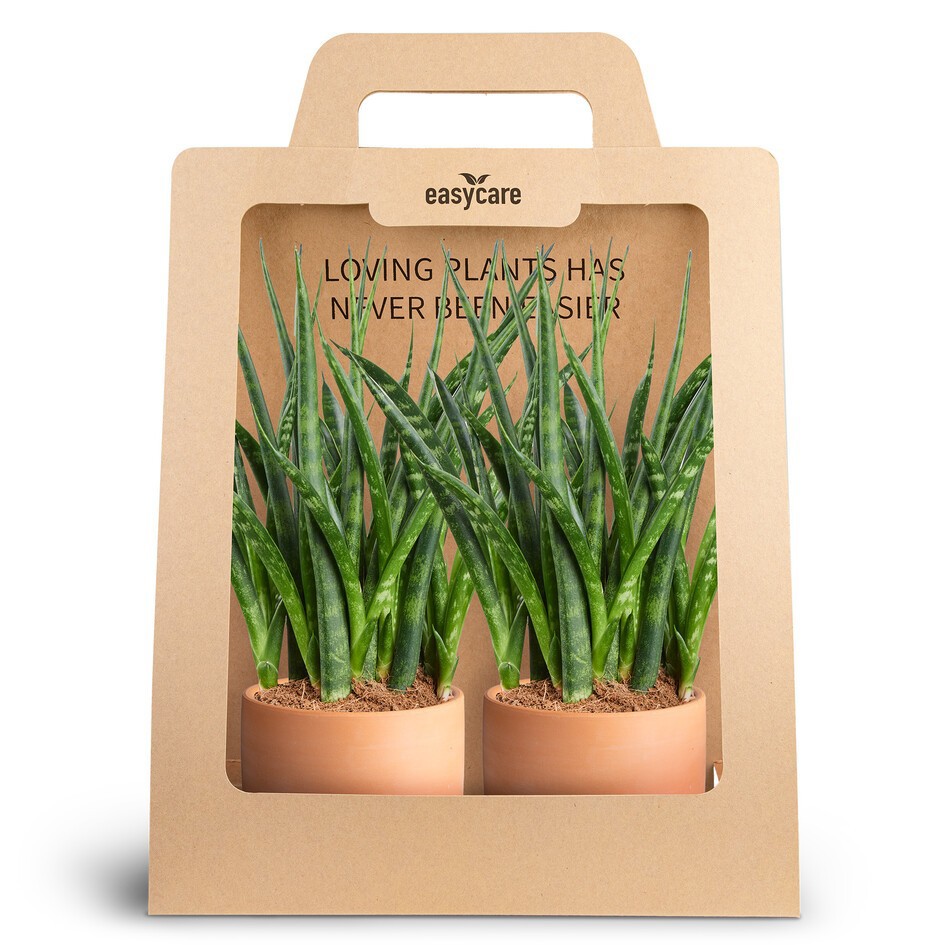 SANSEVIERIA PARVA 30990019 2-Pack Raw Twrracotta, D 10 cm