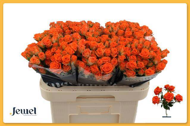 Роза куст. Пиканто 60, шт.