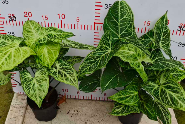 Сингониум подофйллум 110 Буддй Клот Паттернед Таро 11 32