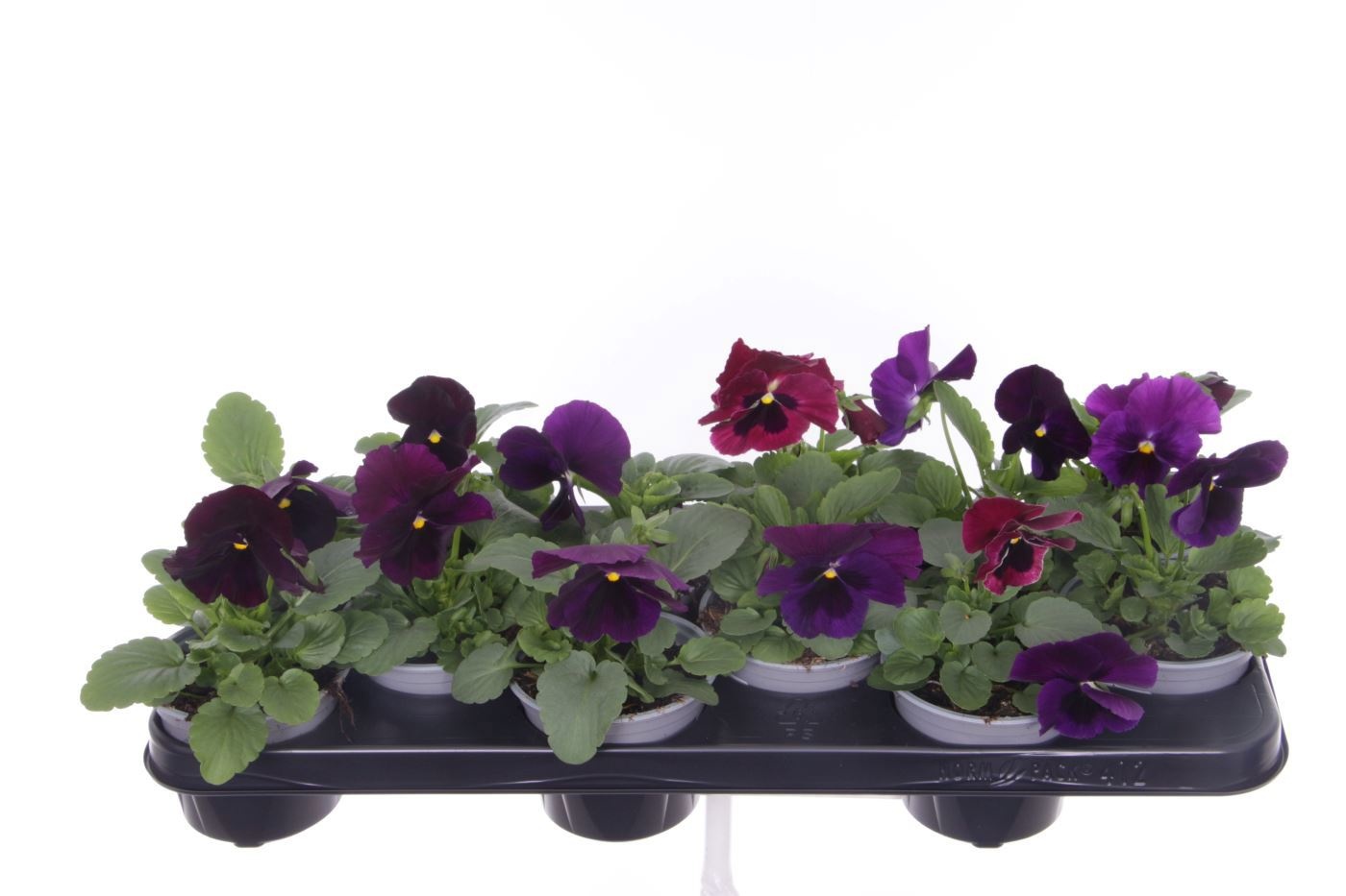 Viola witt. Colossus Purple with Blotch, D 11 cm