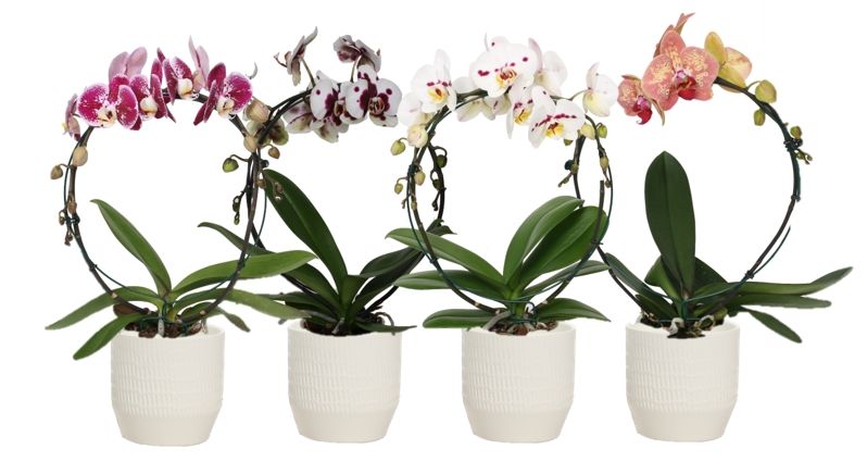Tirza p12 scores vanilla Phal boog mix 2T12+, D 12
