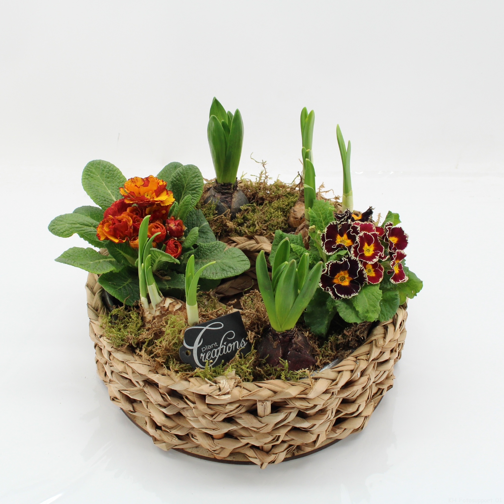 PMCR-2638 Primula creations, D 27