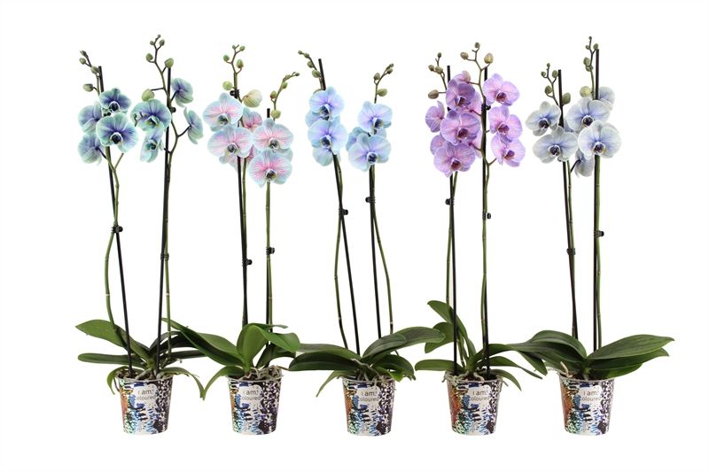 Potcover p12 I am Coloured Phal I am special mix 2T14+, D 12