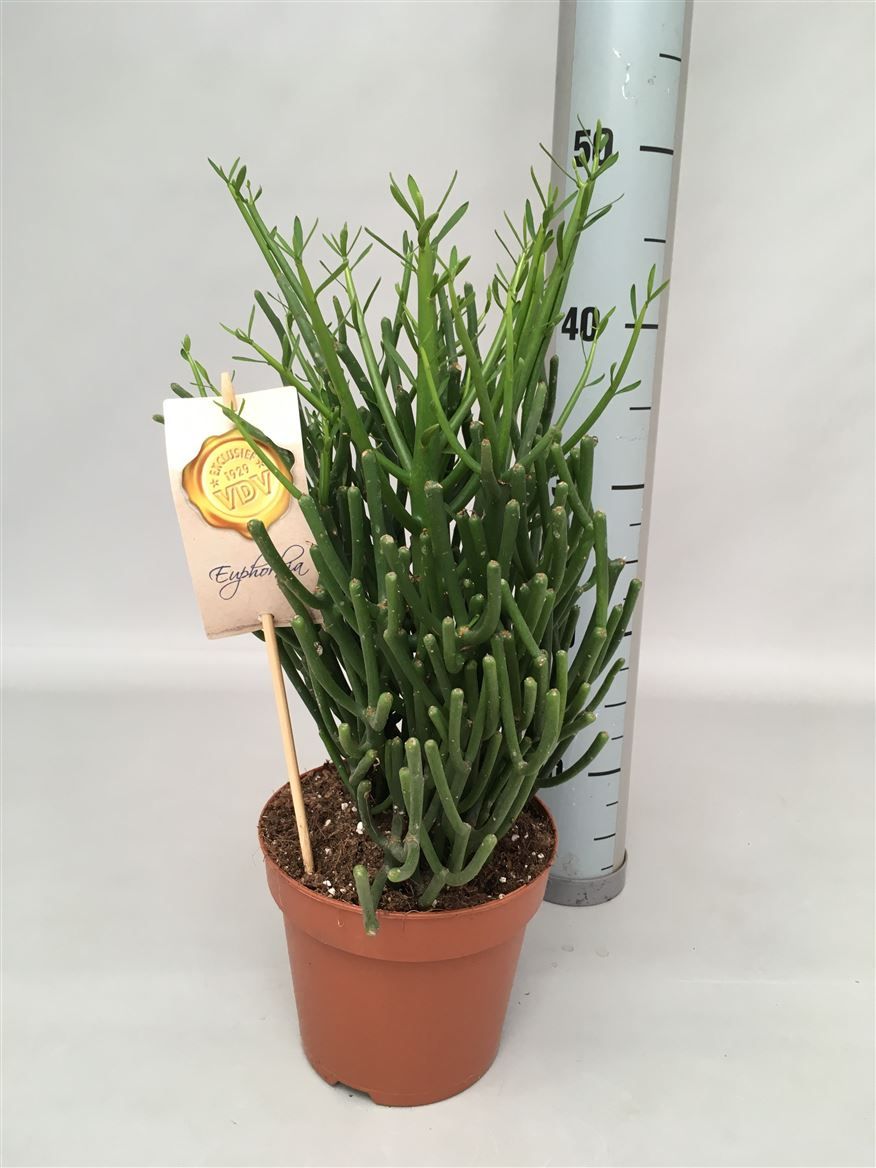 Euphorbia tirucalli, D 17