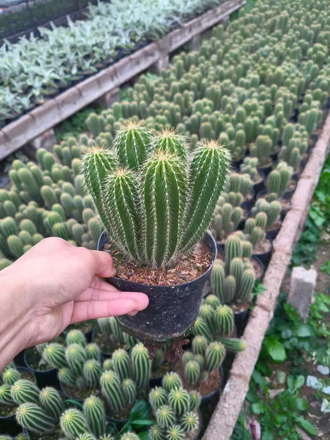 кактус Да Фенглонг мултитаил 13 17