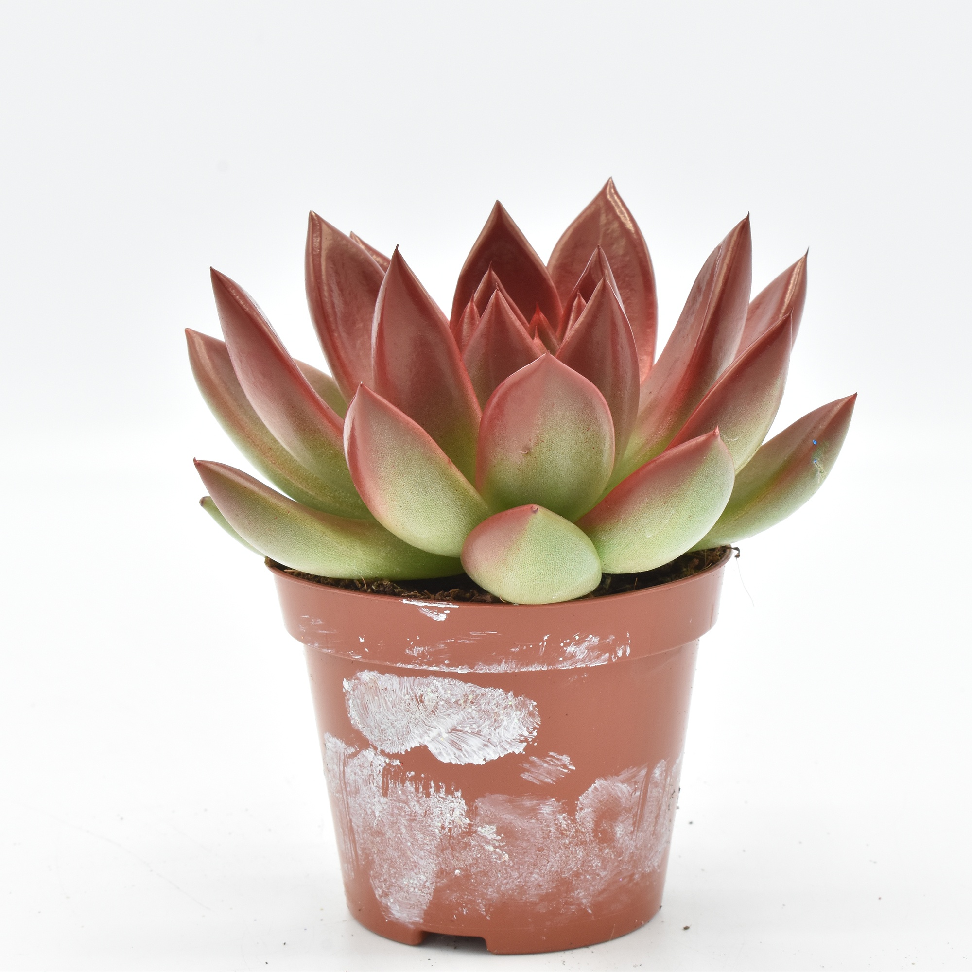 Miranda coloured red festival, D 8,5