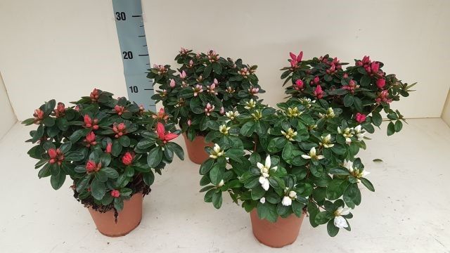 azalea indica enkelbloemig, D 12