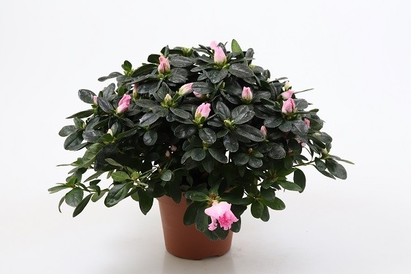 RHODODENDRON SIMSII 'TERRA NOVA', D 15