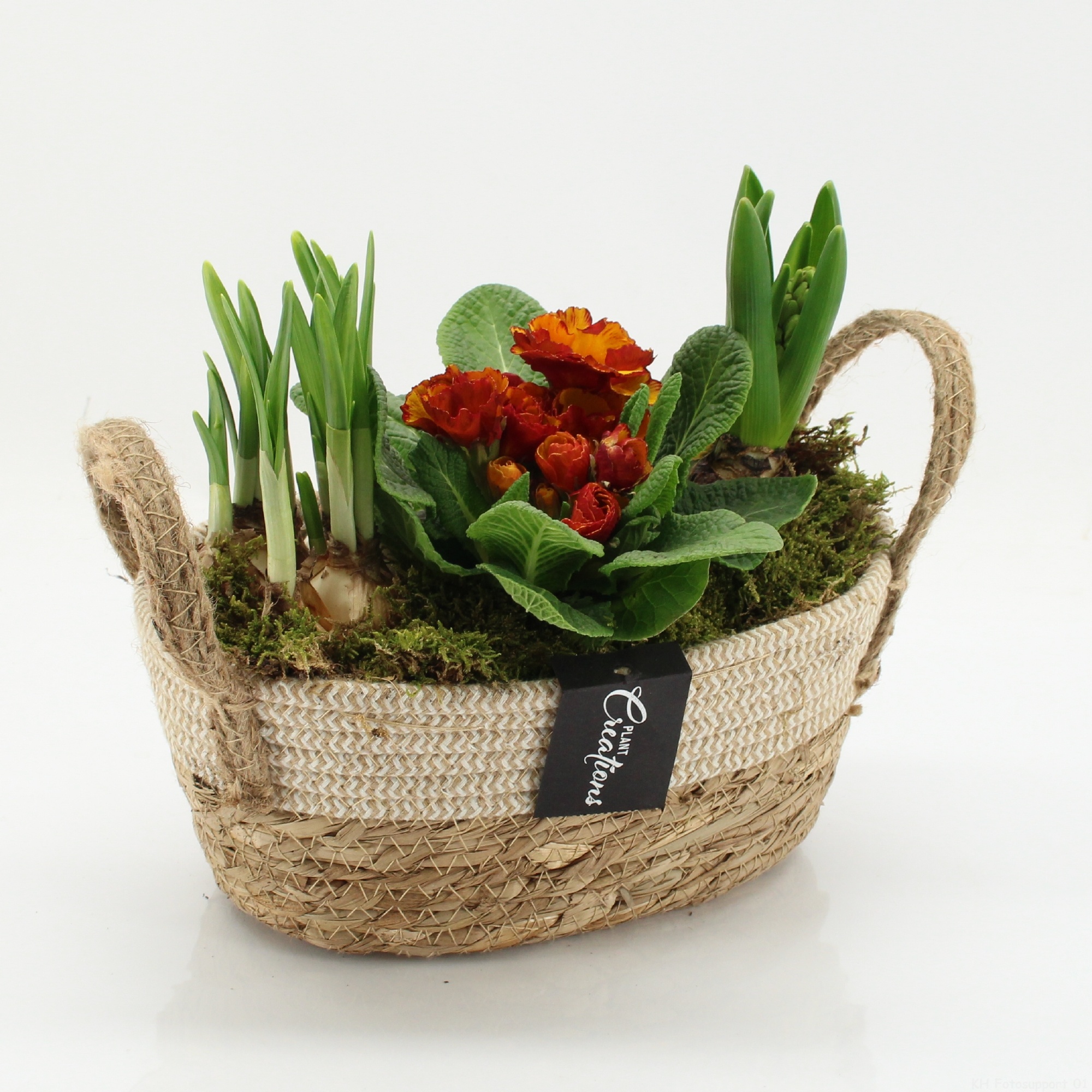 PMCR-2636 Primula creations, D 24