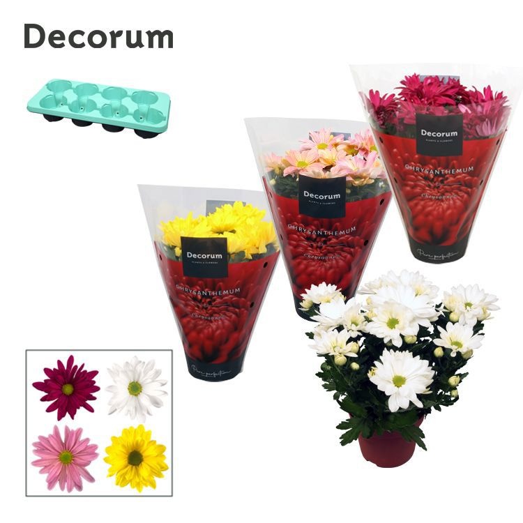 Chrysanne® Margarita Mix full cc, D 13