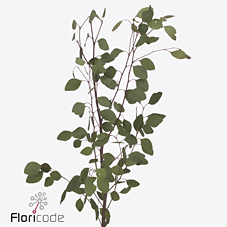 Эвкалипт Популус 70 (зел.) 1кг IT, пуч.