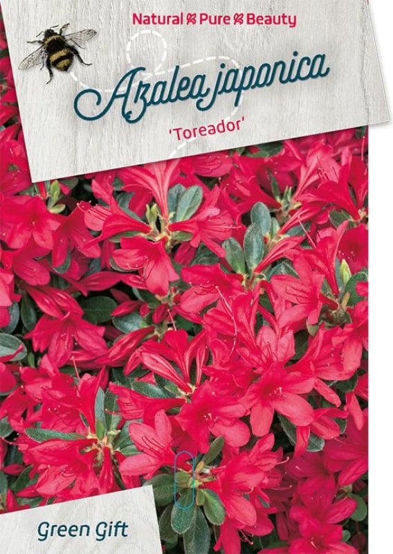 Rhododendron (AJ) 'Toreador', D 52