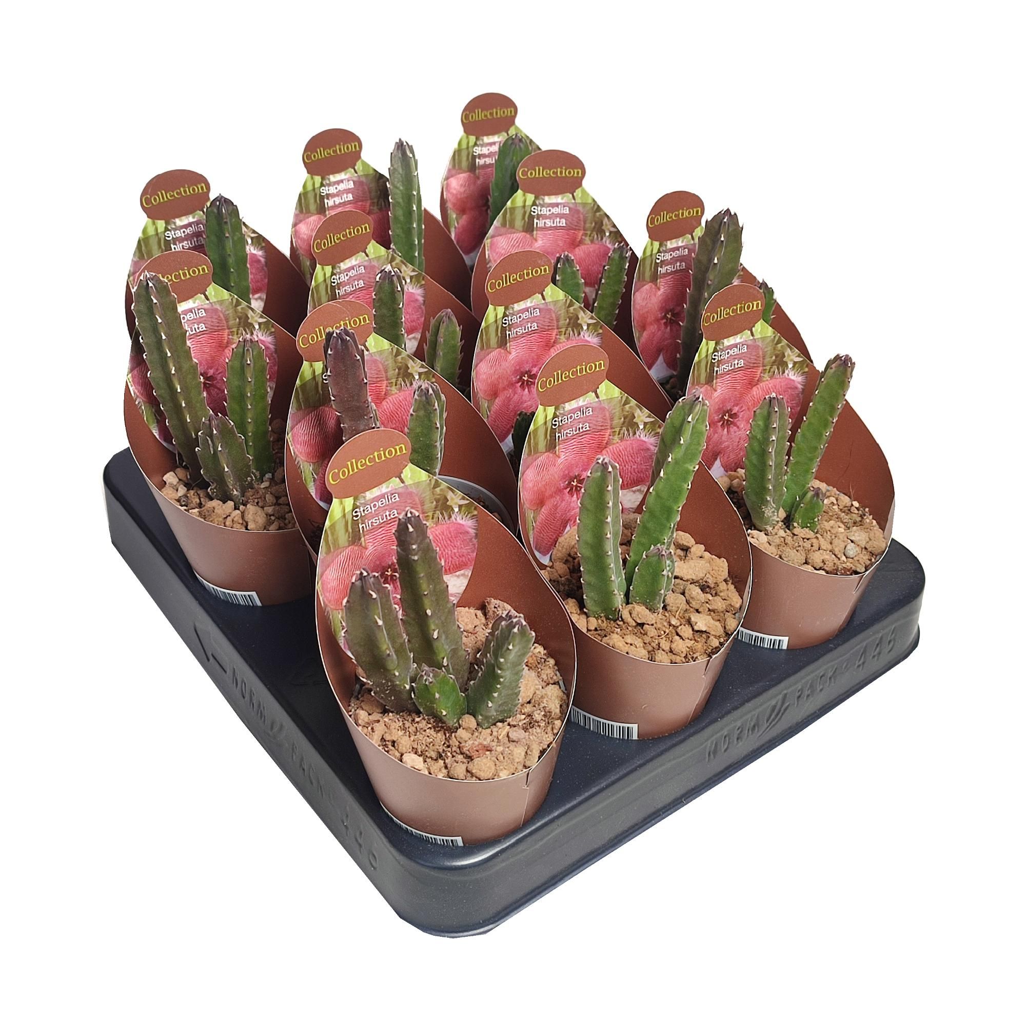 STAPELIA HIRSUTA - POT Ø 6,5 - COLLECTION WITH POTCOVER (SUCCULENTEN), D 6,5