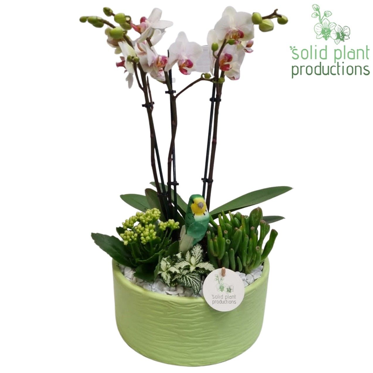 PH004 Stella Green, D 22