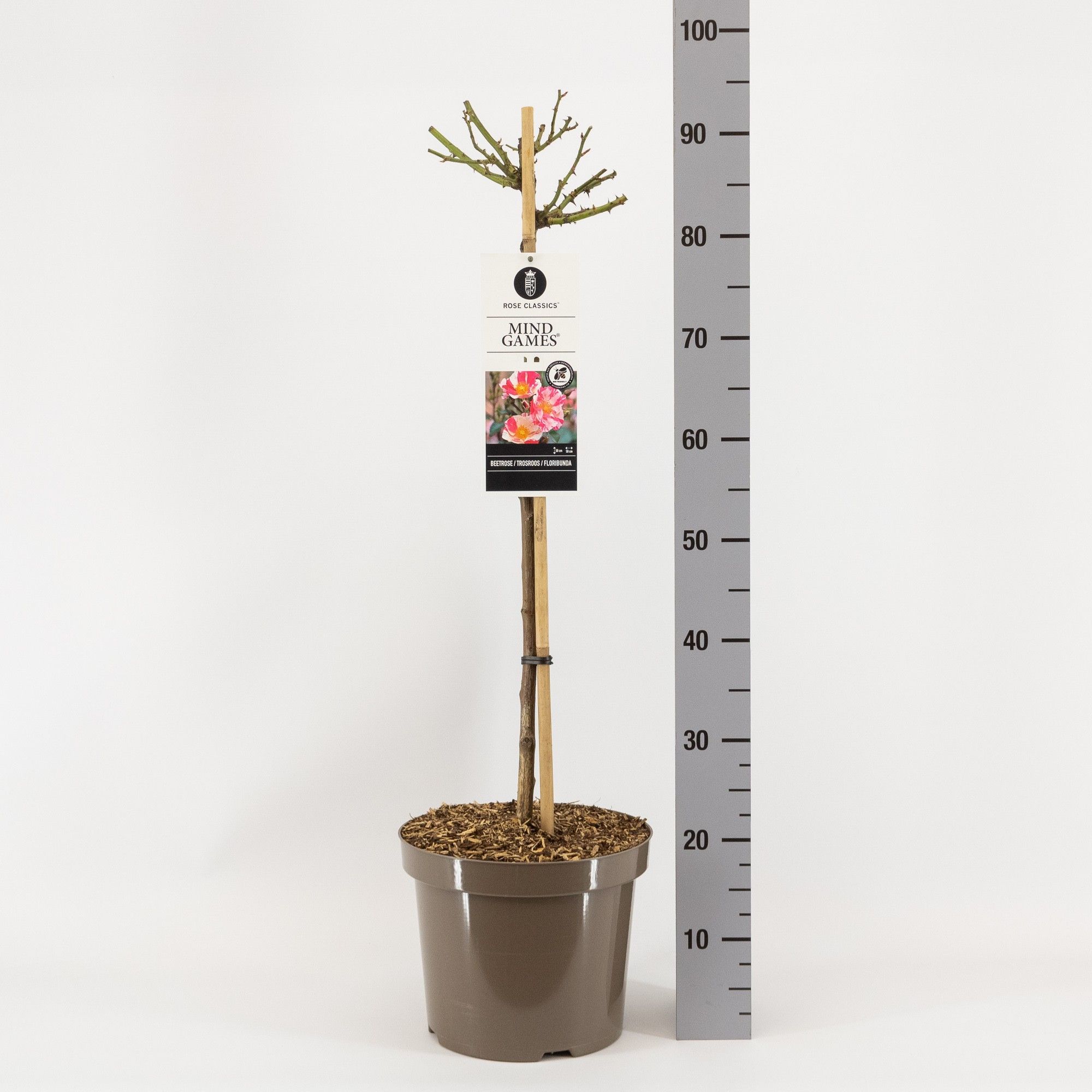 Rosa (F) Mind Games ®, stam 70, C7.5, D 26