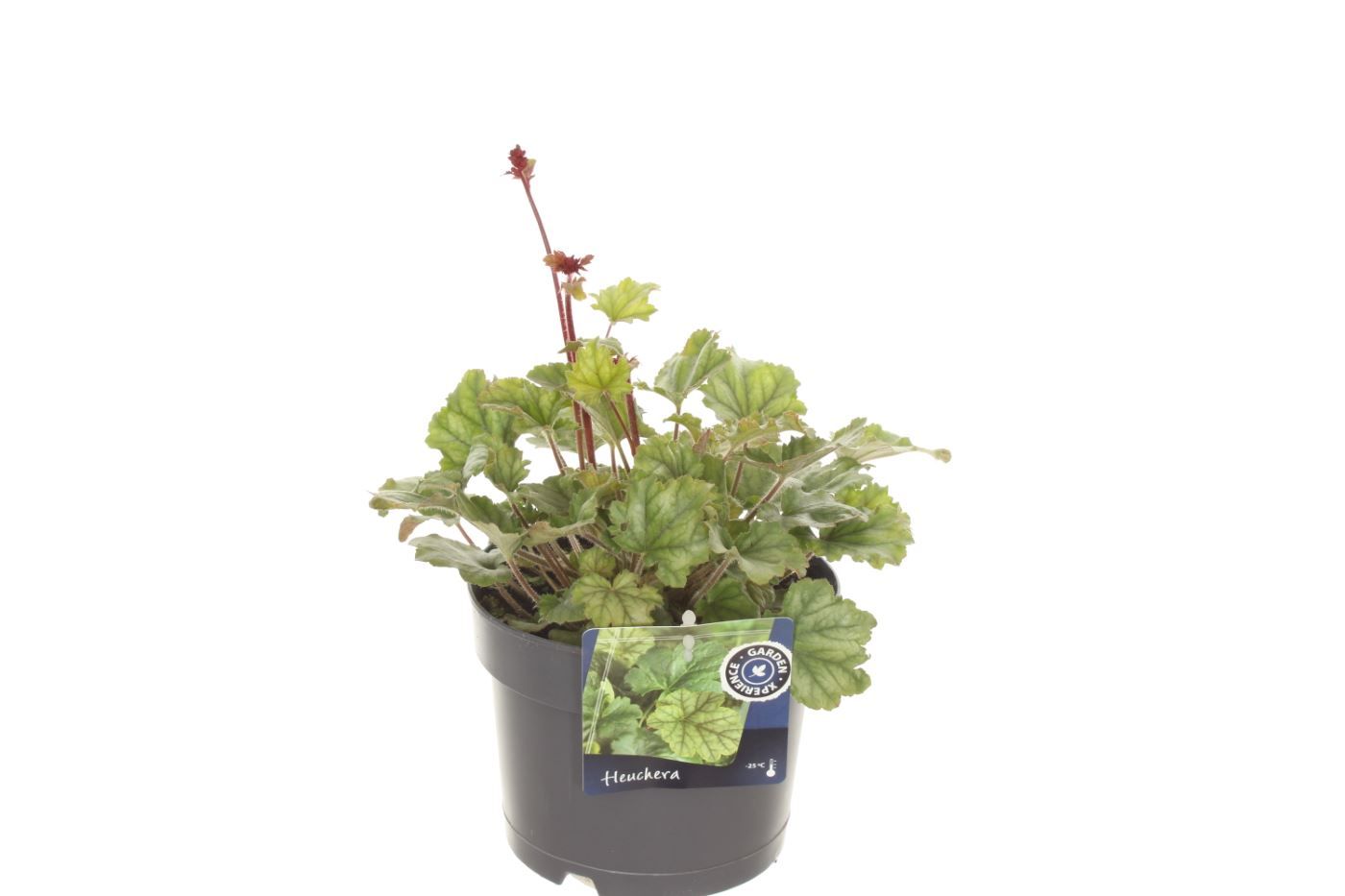 Heuchera sang. Coral Forest, D 17