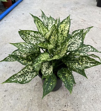 Аглаонема лемон квин 14 30