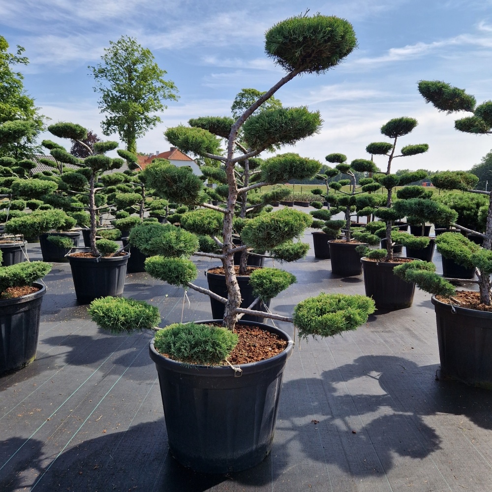 Juniperus media 'Hetzii', D 70 cm