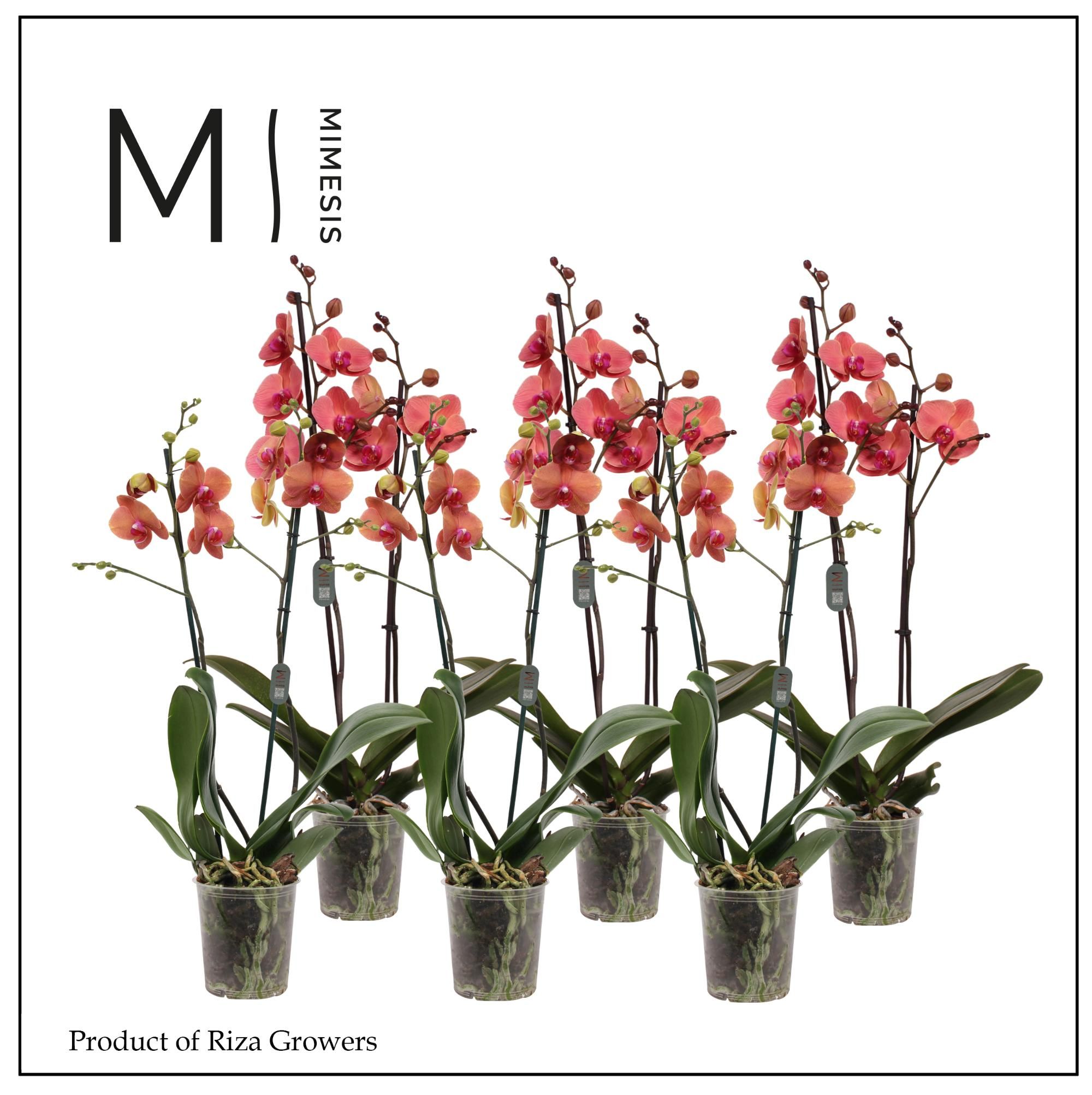 Phalaenopsis Orange 2 spike - 12cm | Mimesis, D 12 cm