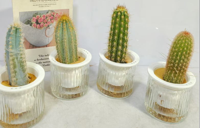 кактус Микс Плантс кутивиатед бй вотер 10 18