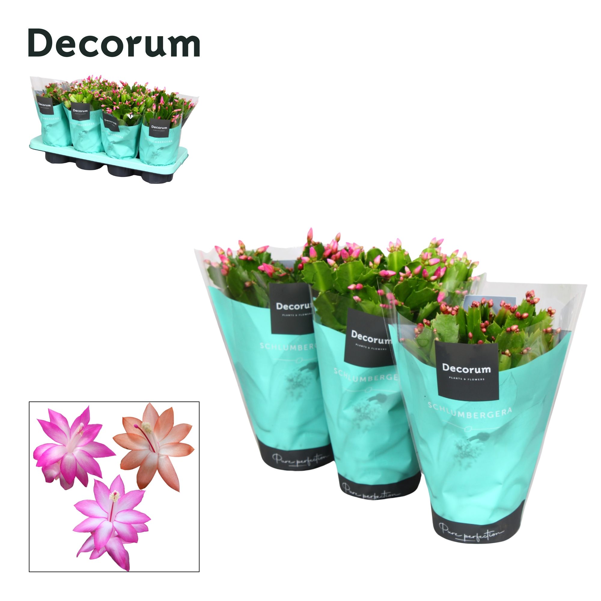 Schlumbergera - 13 cm - Mix - Decorum, D 13