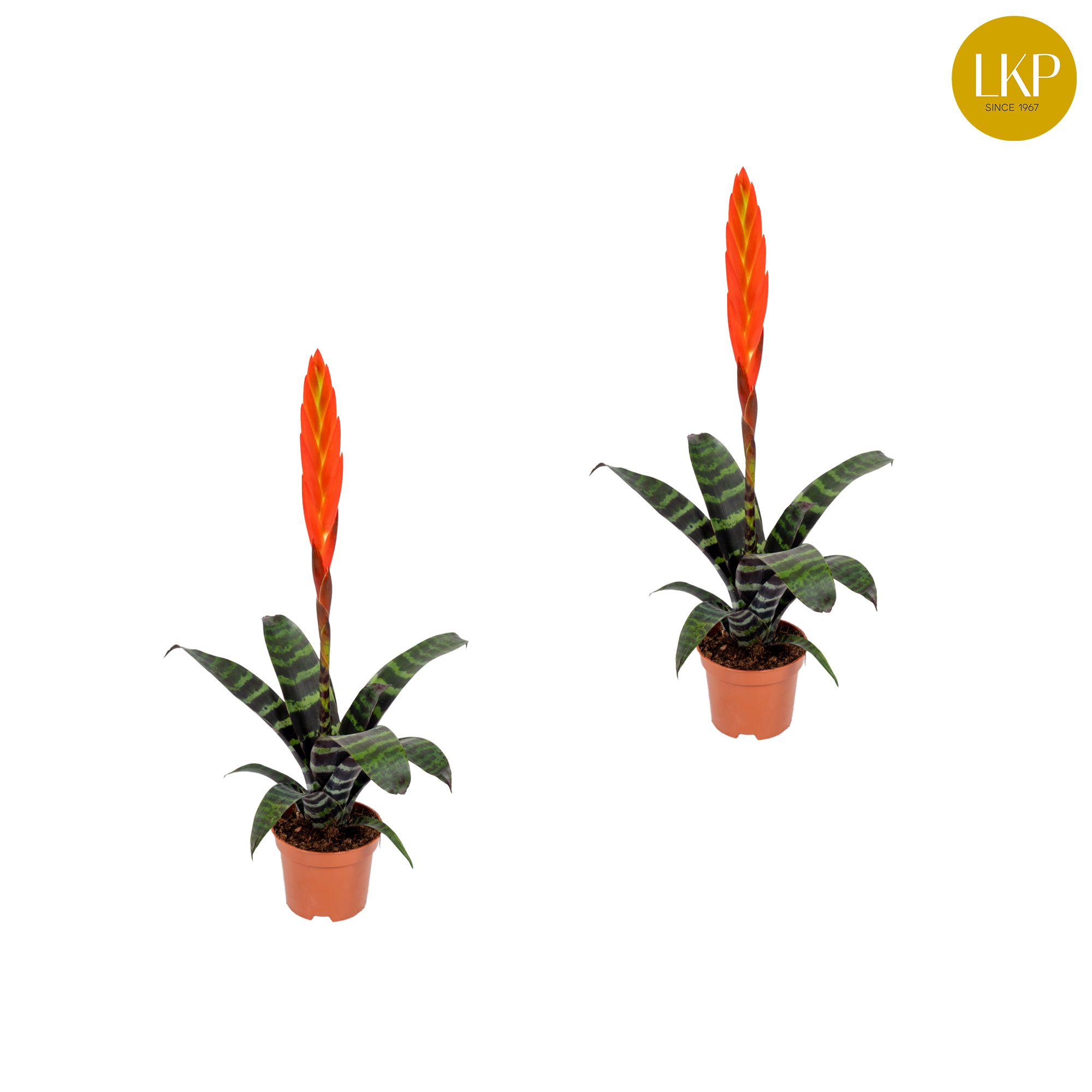 Vriesea Era Rood (Zonder Hoes), D 9