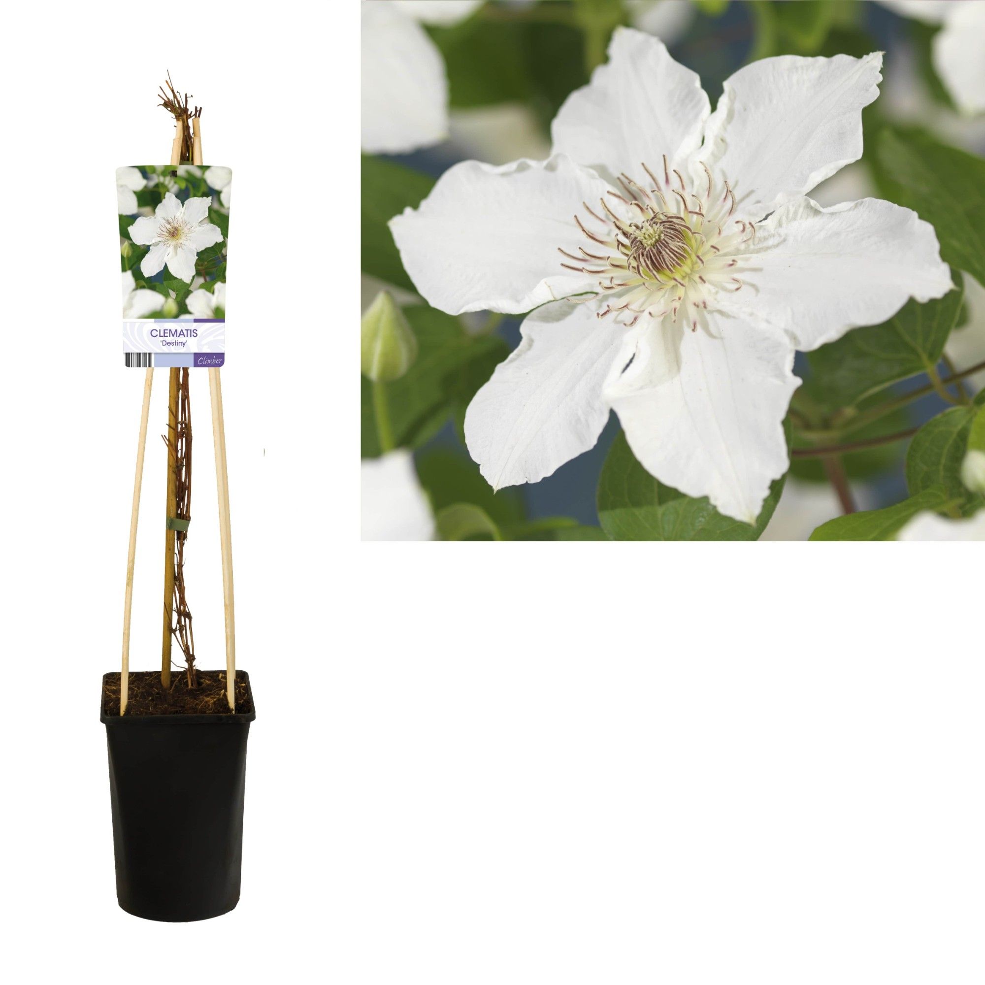 Clematis 'Destiny' +light label, D 17 cm