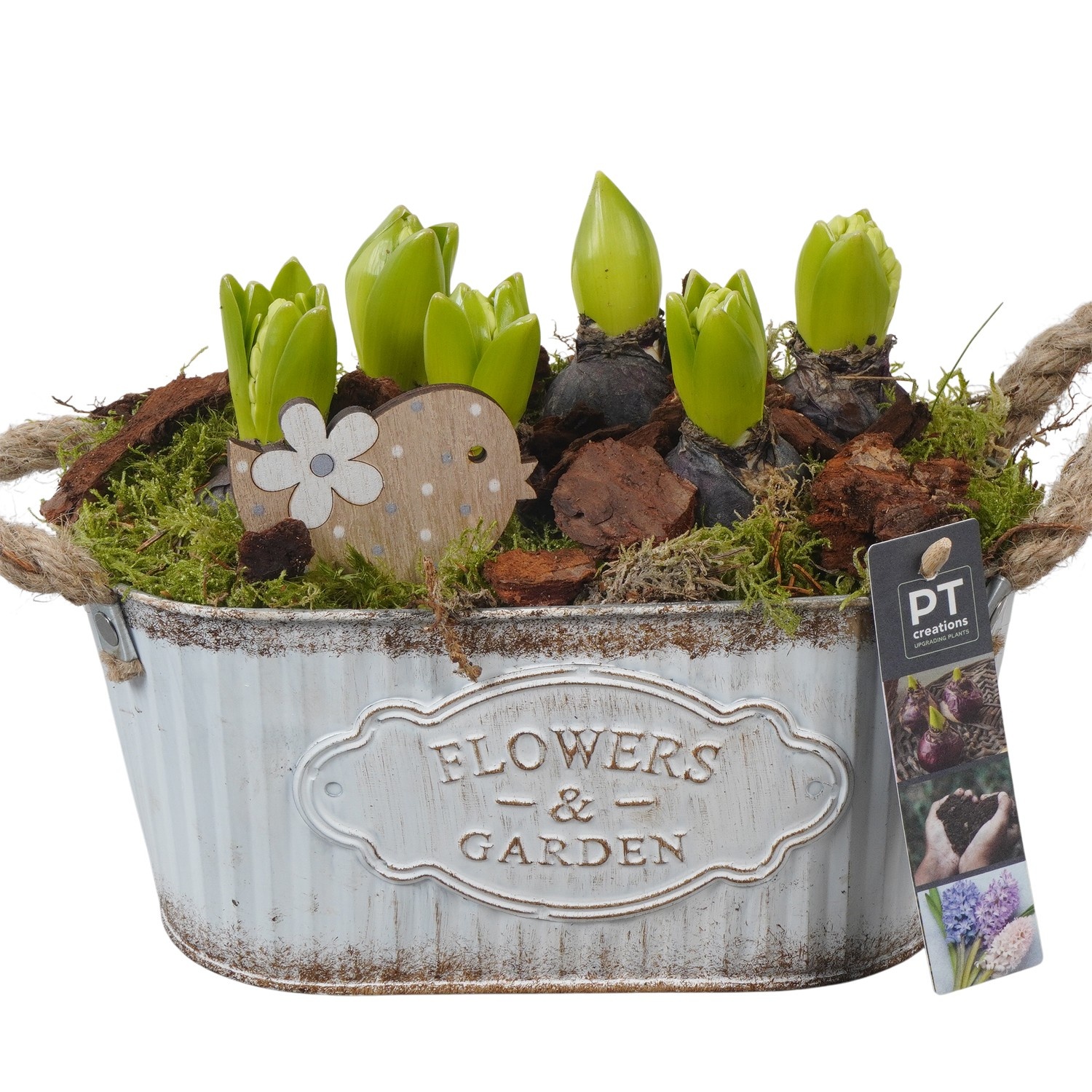 PTHC9142 Arrangement Hyacints in zink pot, D 24