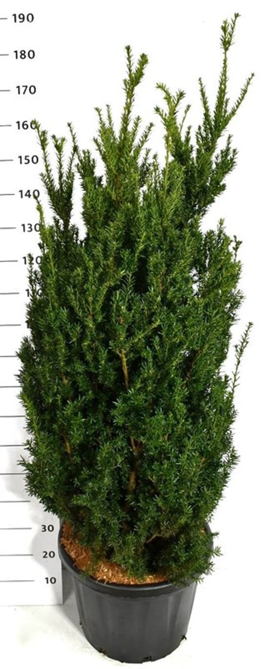 Taxus media 'Hillii', D 48