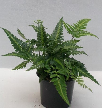 ARACHNOIDES ADIANTIFORMIS, D 11