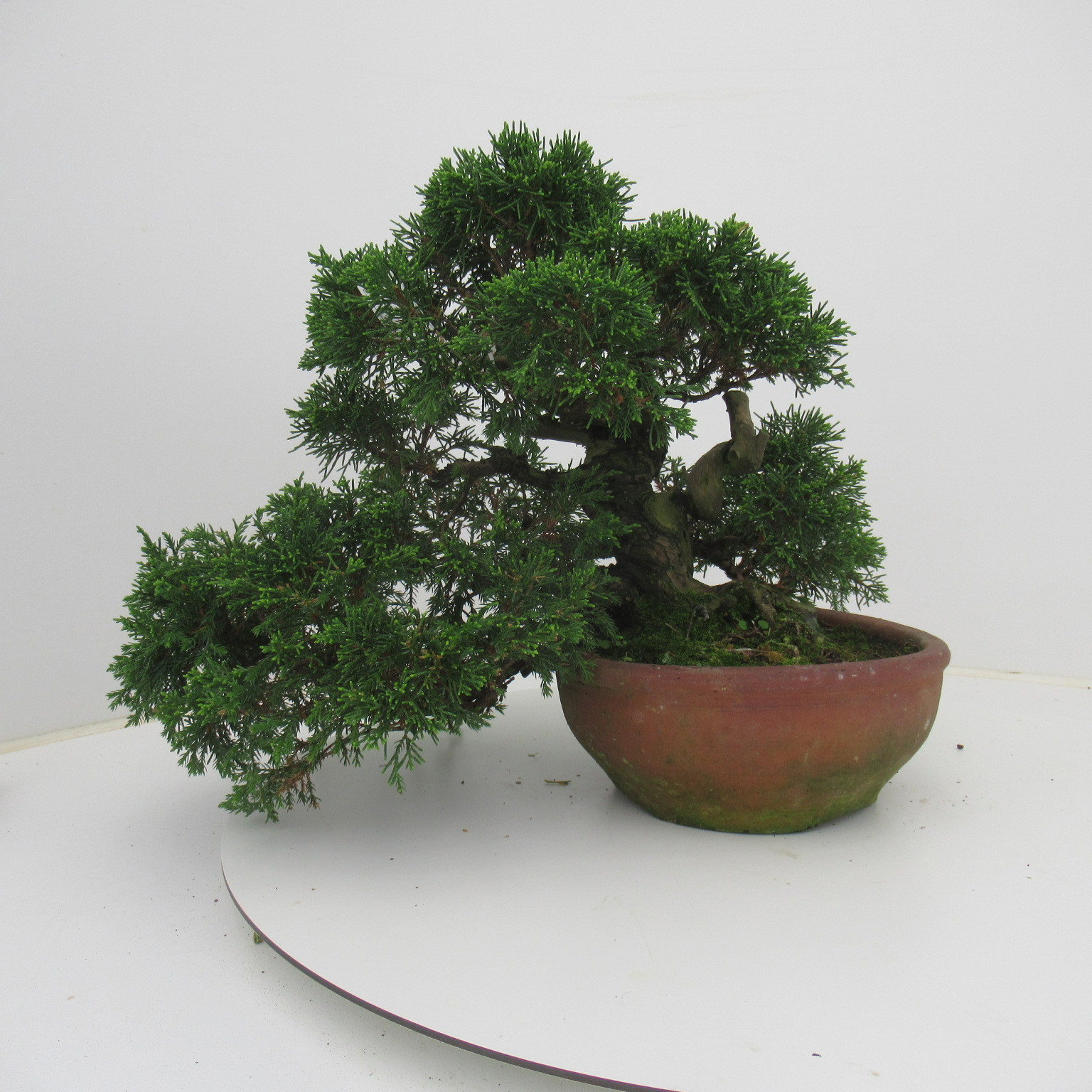 Juniperus chinensis, 20 cm., height 32 cm. (single item), D 20