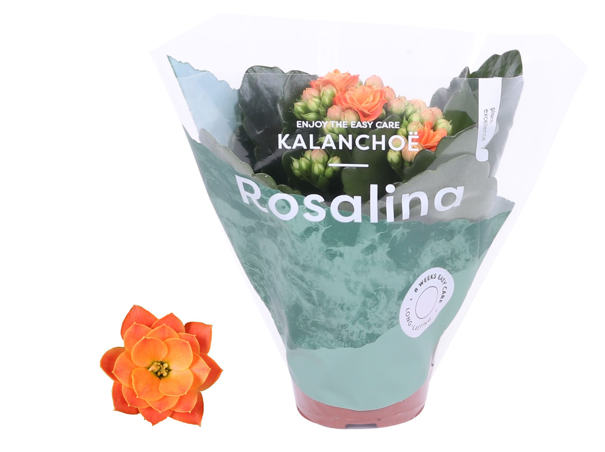 Kalanchoe Rosalina 06cm Don Pedro oranje, D 6