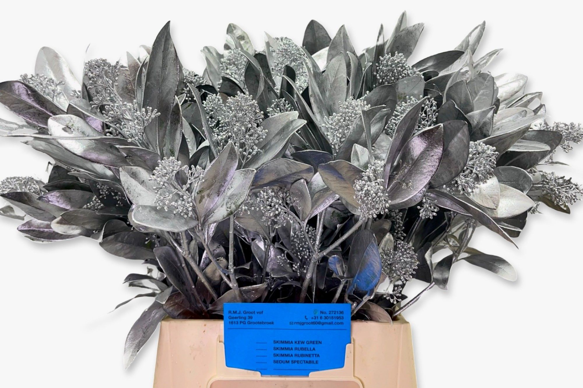 Скимия Овериг крашеный за пучок (краш. ) 45, пуч.