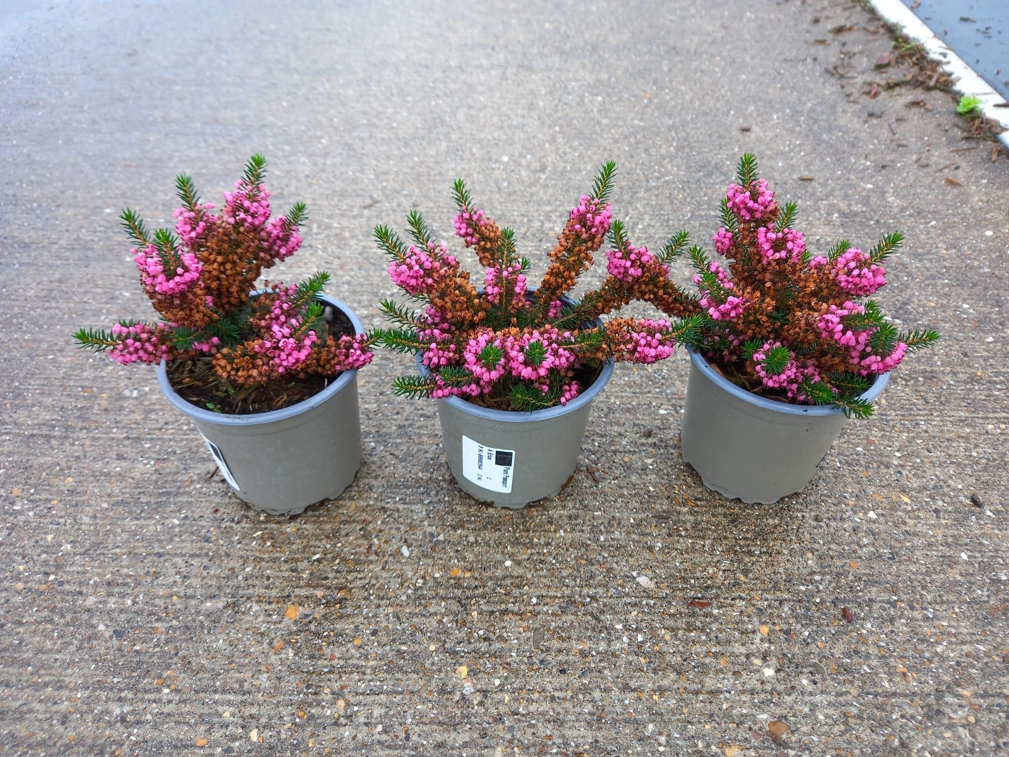 Erica vagans. 'Mrs D. F. Maxwell', D 10,5 cm