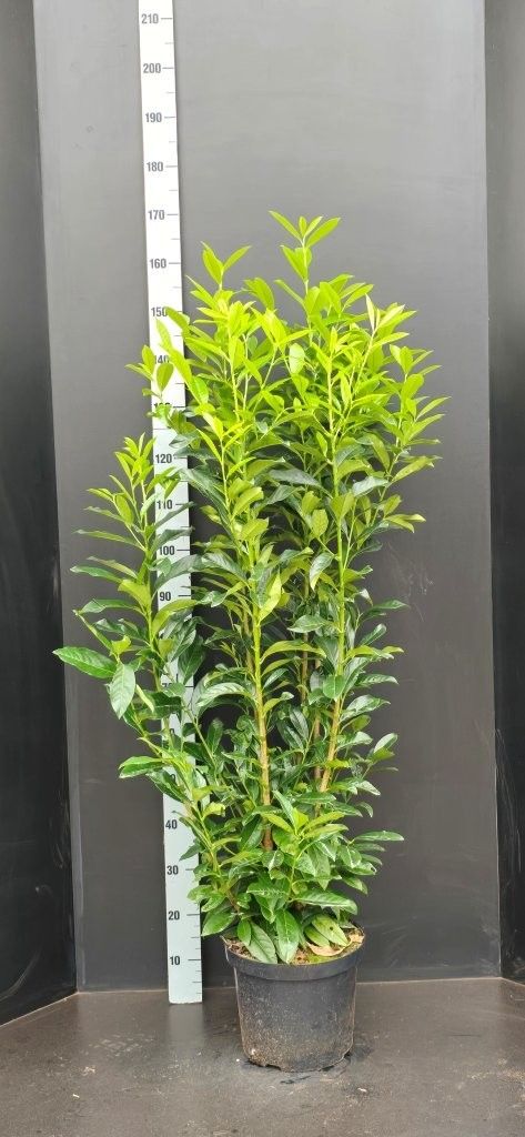 Prunus laurocerasus Genolia, D 29