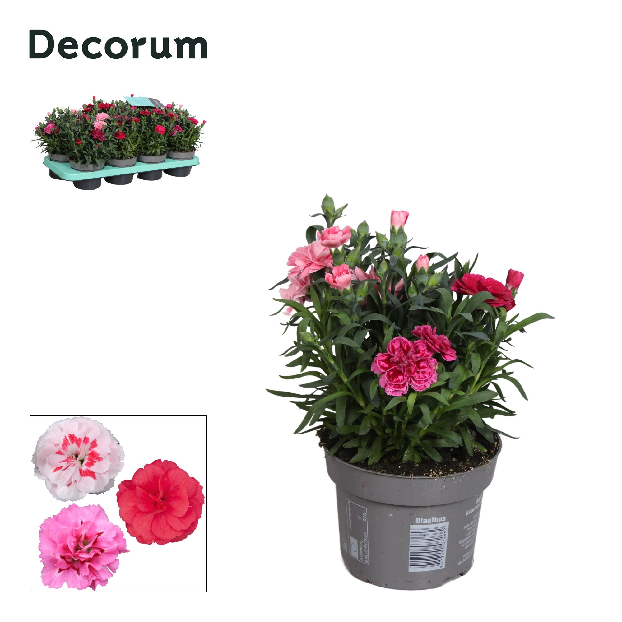 Dianthus - 13 cm - Oscar TRIXI - Decorum, D 13