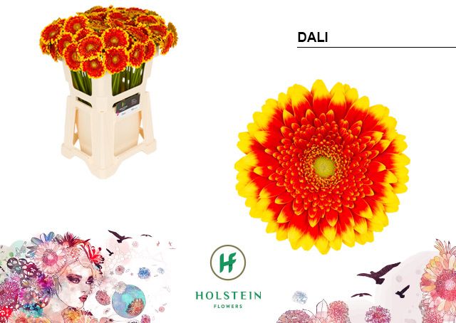 Гермини Дали, шт.