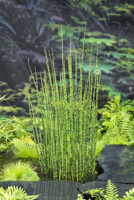 Equisetum japonica (18x18), D 18