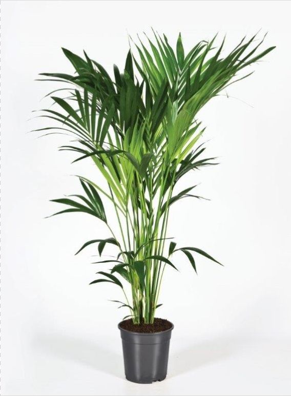 Howea forsteriana 140cm (Kentia), D 24
