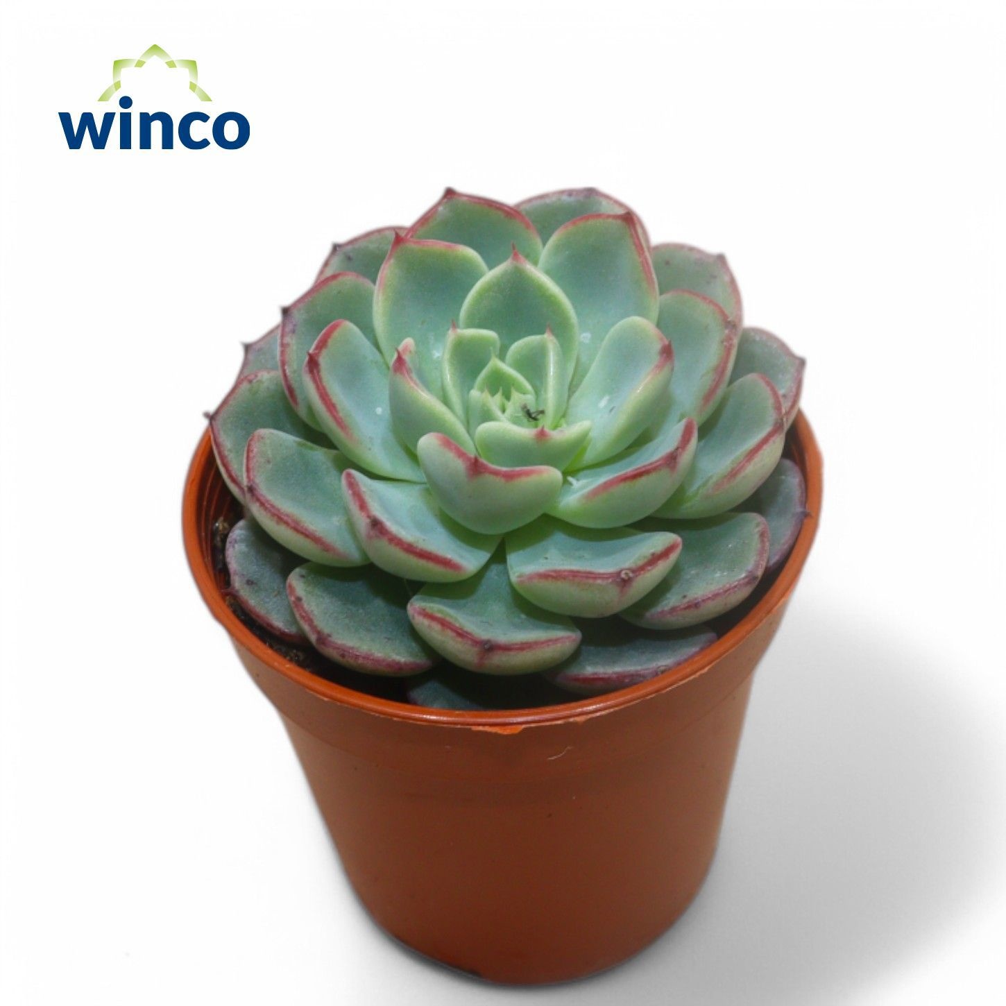 Echeveria Minima Ssp., D 5,5