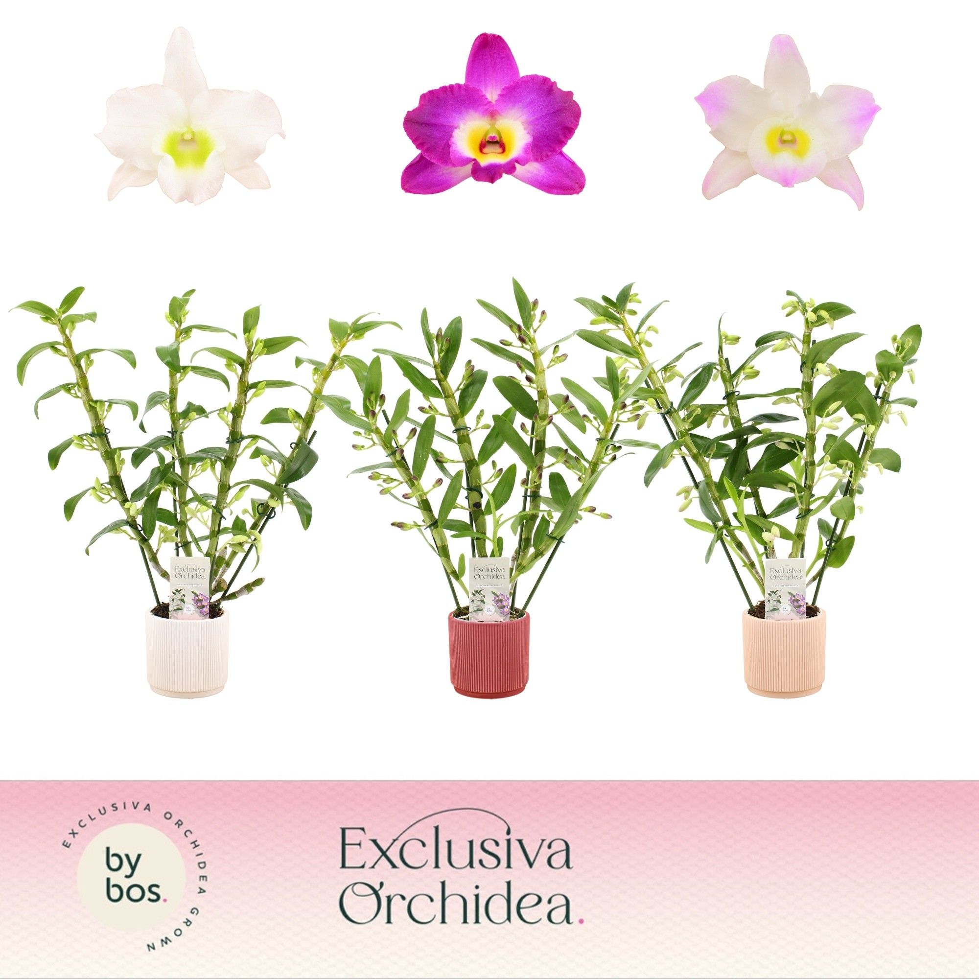 Dendrobium Nobilé, Mix 4-spike in Horizon Ribble 'Exclusiva Orchidea', D 12