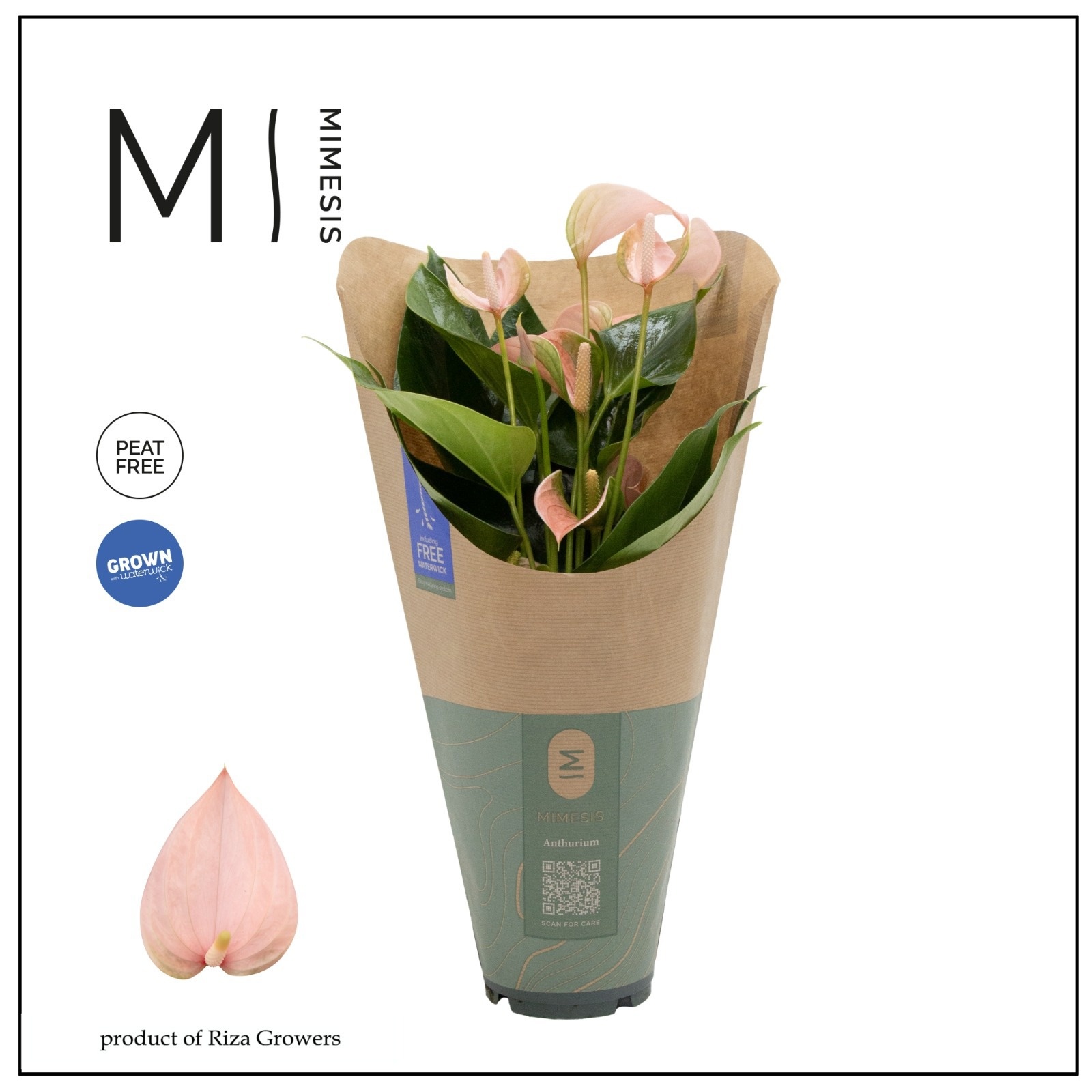 Anthurium - KARMA Peach | 12cm | ECO/KRAFT SLEEVE, D 12