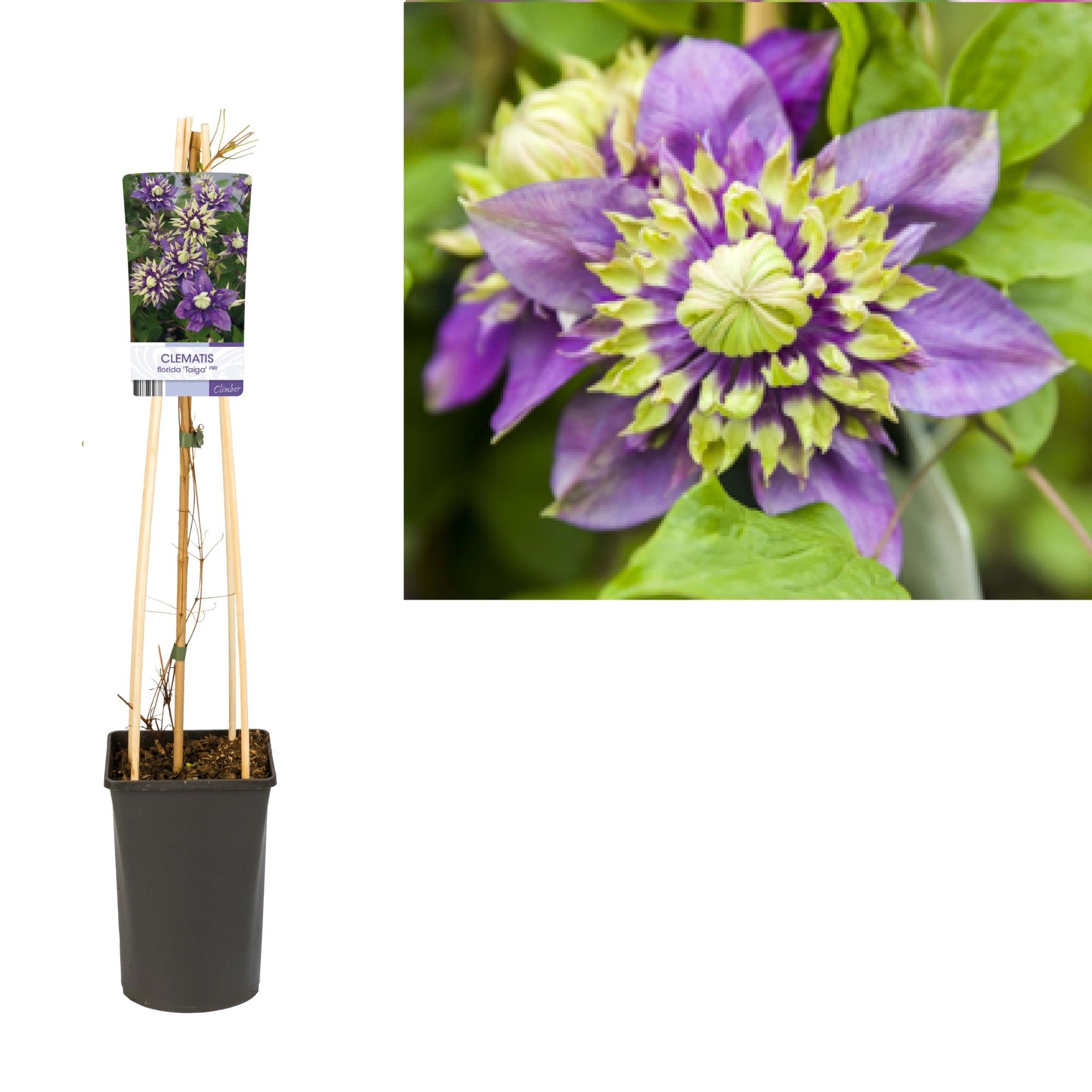 Clematis florida 'Taiga' PBR +light label, D 17 cm