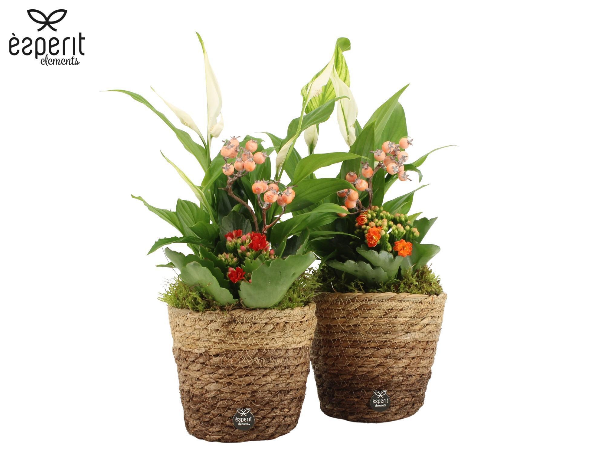 41778: Recreate arrangement, D 12