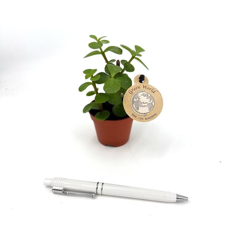 PORTULACARIA AFRA H883, D 6 cm