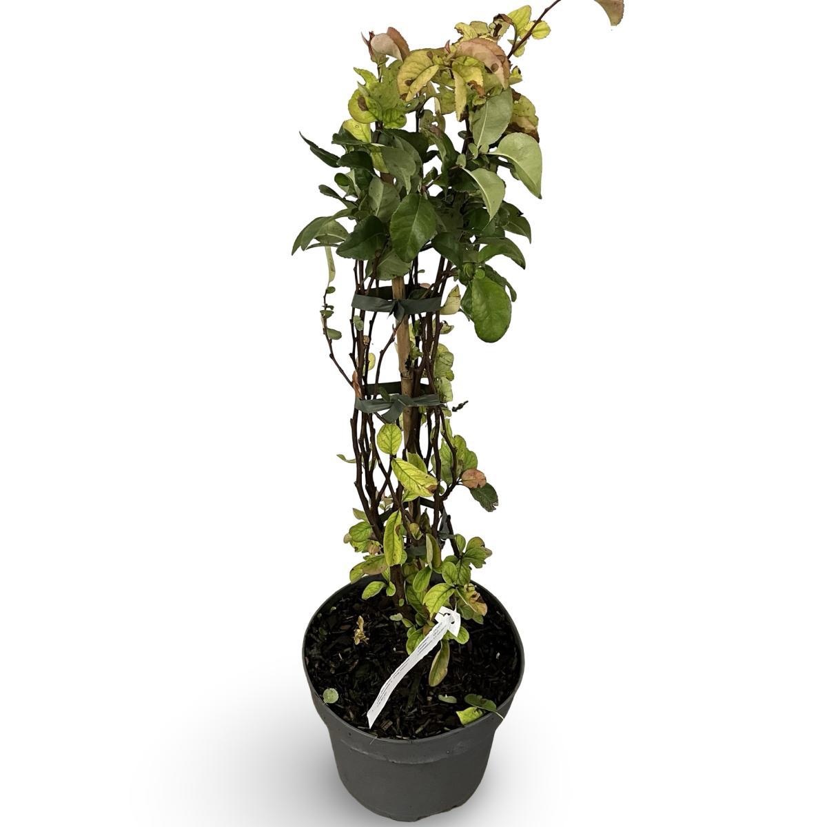 Chaenomeles spec. 'Pink Storm', D 21 cm