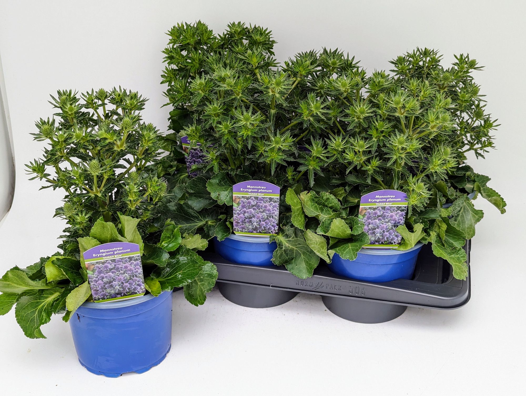 Eryngium Blue Hobbit T17, D 17
