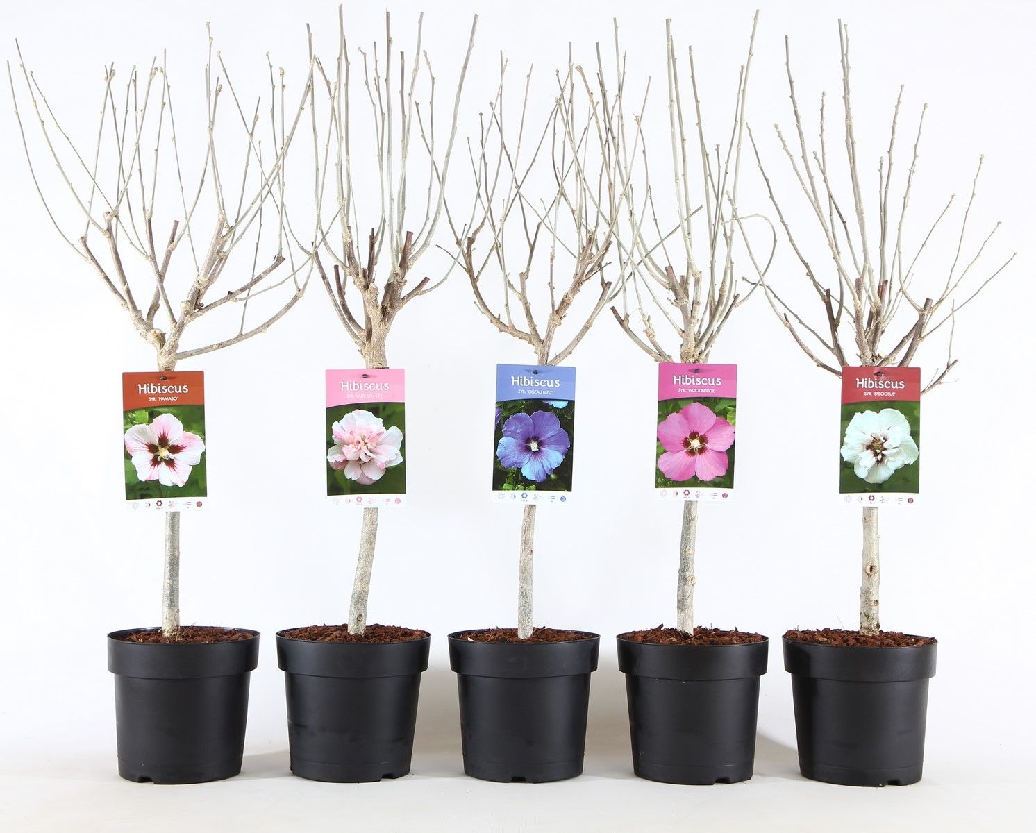 Hibiscus syr. mix stam 30, D 19