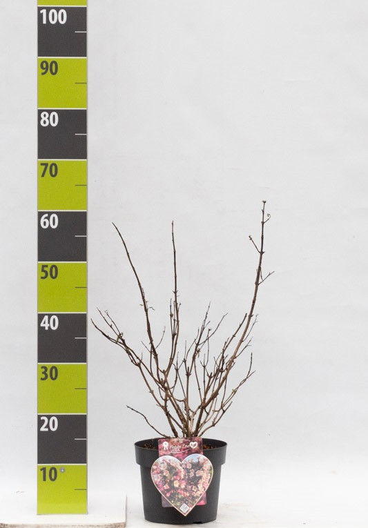 Weigela florida 'Vintage Love' (R) C 3, D 19