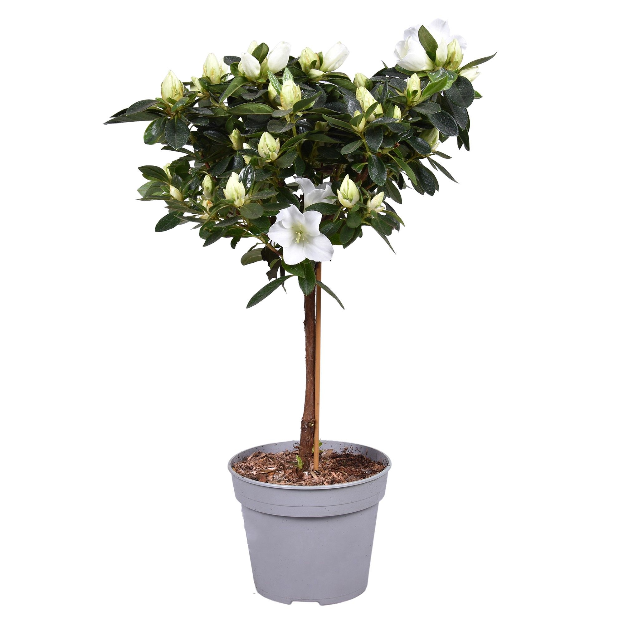 Azalea Vogel op stam wit 13cm, D 13